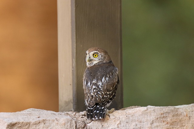 Free Ferruginous Pygmy Owl Bird photo and picture