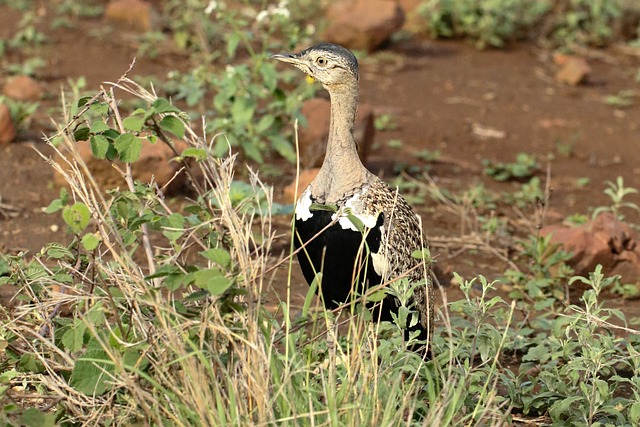 Free Bird Black-Bellied Bustard photo and picture