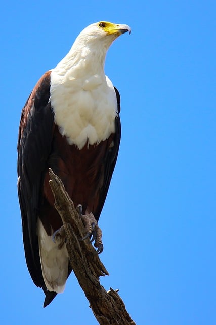 Free Eagle Bird Of Prey photo and picture