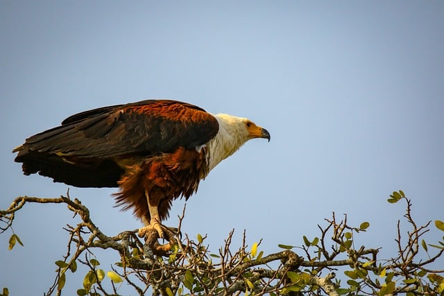 Free African Fish Eagle Bird Of Prey photo and picture