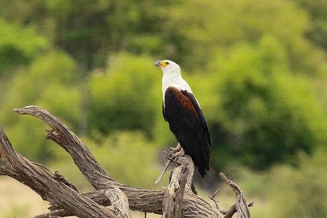 Free African Fish Eagle Bird Of Prey photo and picture