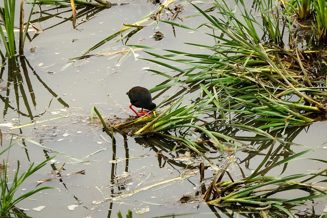 Free Bird Sea Grass photo and picture
