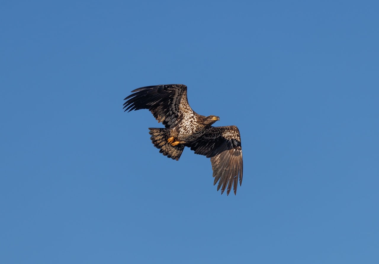 Eagle Sample Eagle Wildlife Animal - Free photo on Pixabay