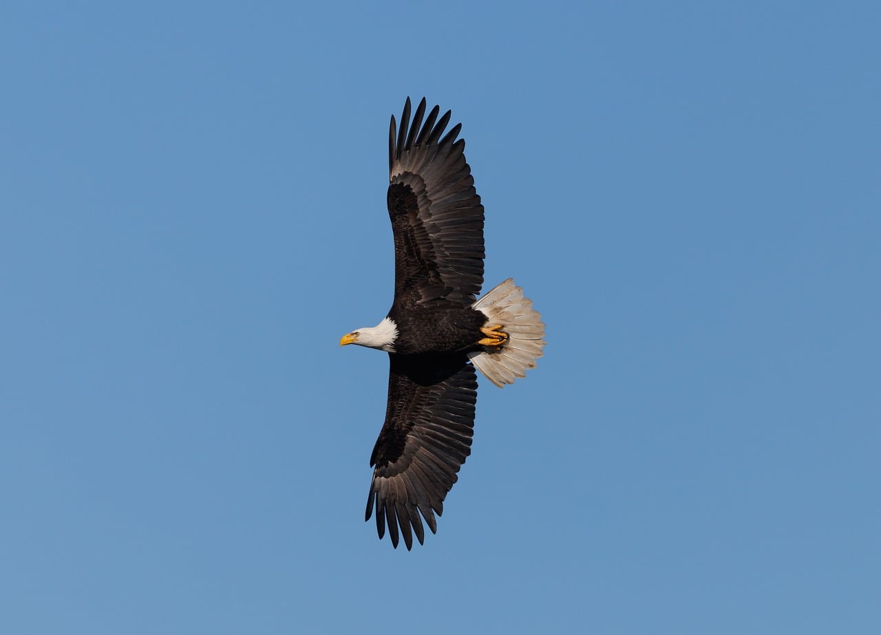 Eagle Sample Eagle Wildlife Animal - Free photo on Pixabay