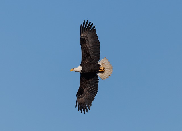 eagle, wildlife, animal, nature, avian, feathers, beak, blue sky, birdwatching, tree, bald eagle, fly, sky, blue, freedom, wings