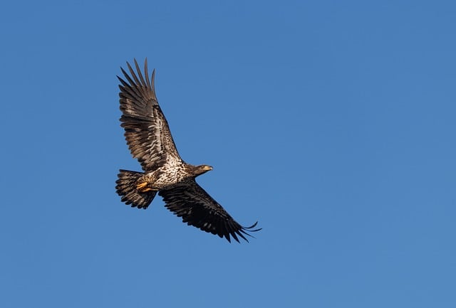 eagle, wildlife, animal, nature, avian, feathers, beak, birdwatching, tree, blue sky, bald eagle, fly, sky, blue, freedom, wings, young