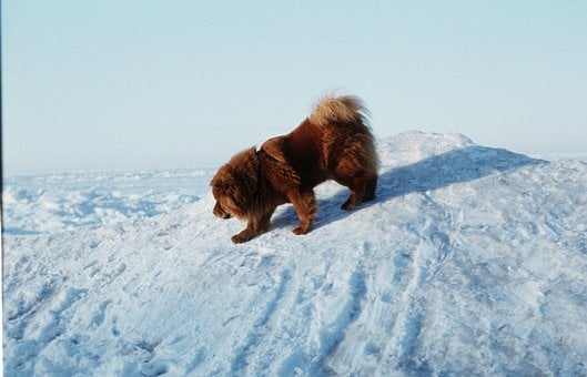 Chow-Chow, Eiswinter, Ostsee