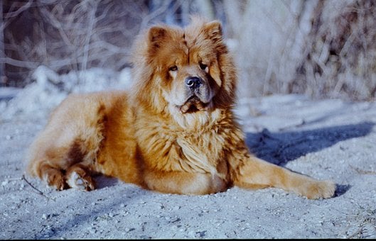 Chow-Chow, Haustier, Pelz, Hund, Porträt