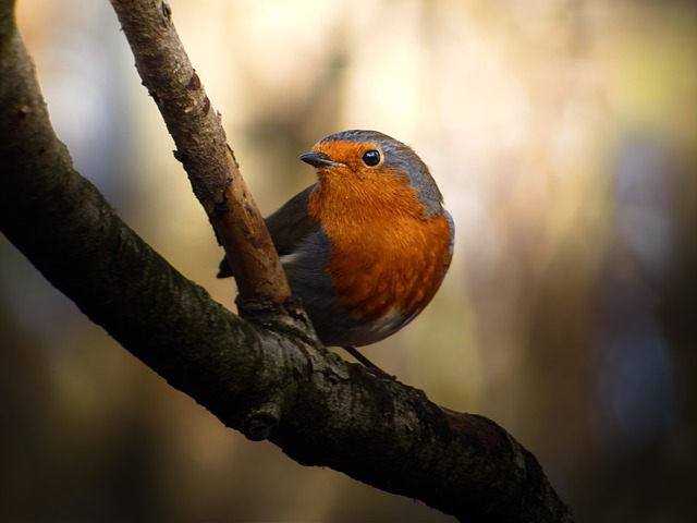 Free Robin Bird photo and picture