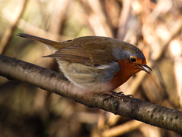 Free Robin Bird photo and picture