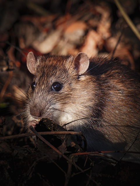 Free Rodent Rat photo and picture