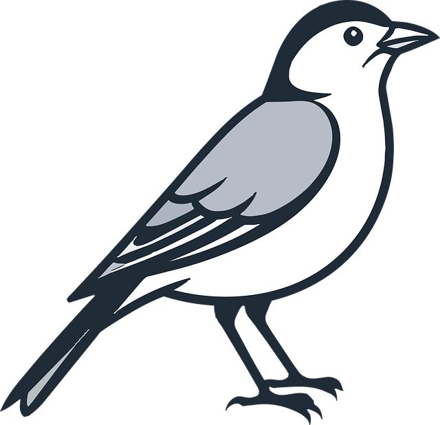 Vogel, Dier, Natuur, Zwart, Kraai, Raaf