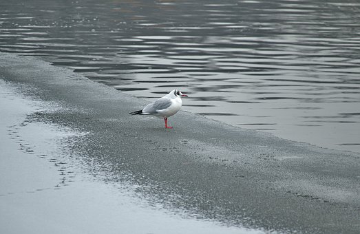 Free Seagull Bird photo and picture