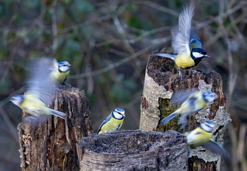 Free Bird Blue Tit photo and picture