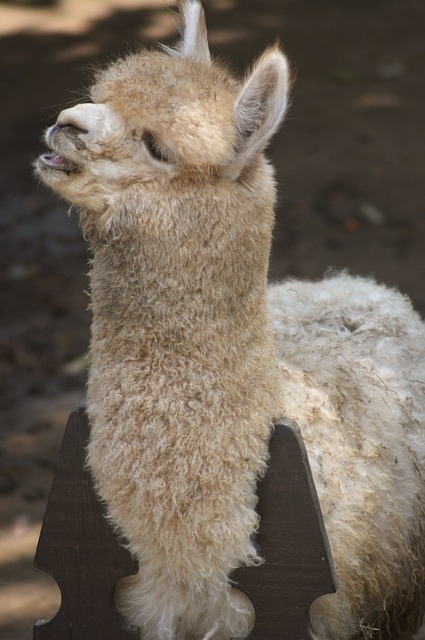 Alpaka, Tier, Säugetier, Lama, Pelz