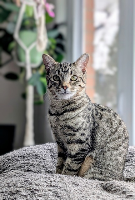 Free Tabby Cat photo and picture