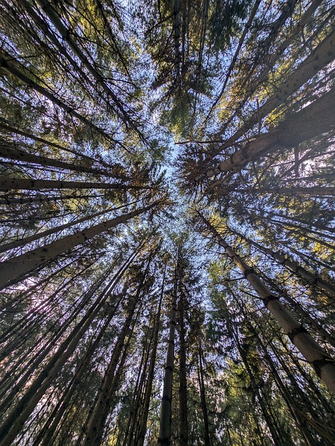 Free Trees Nature photo and picture