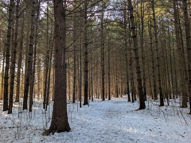 Free Forest Nature photo and picture