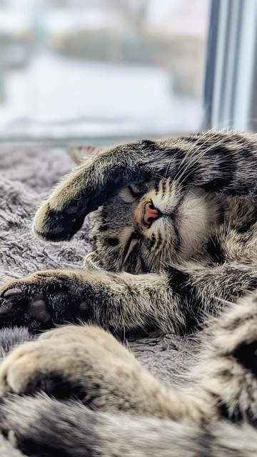 Free Kitten Cat photo and picture