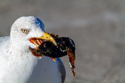 Free Bird Seagull photo and picture