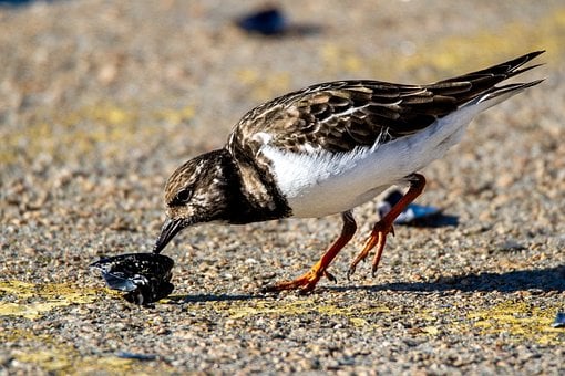 Free Bird Ornithology photo and picture