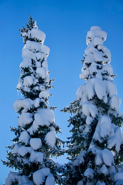 Free Winter Snow photo and picture