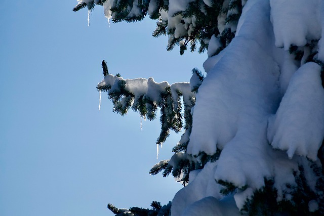 Free Winter Fir photo and picture