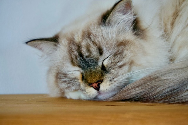 Free Cat Sleeping photo and picture