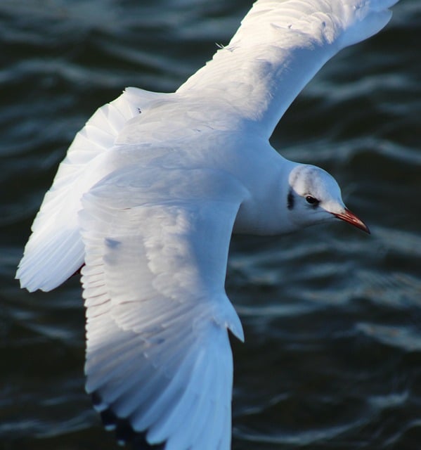 Free Gull Bird photo and picture
