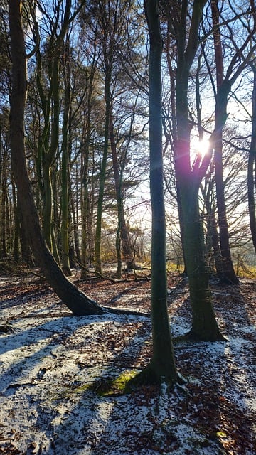 Inverno, Neve, Natureza, Paisagem, Frio