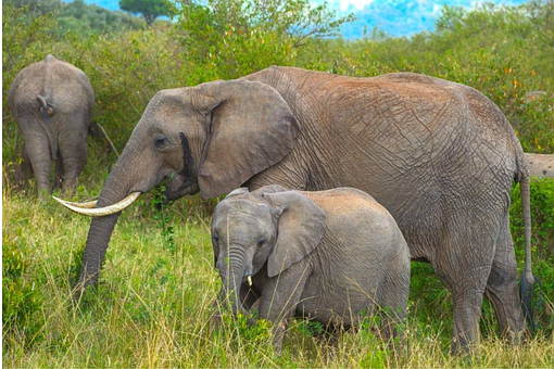 Elefant, Natur, Wildnis, Savanne