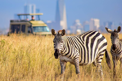 Zebra, Safari, Natur, Tier, Wildtiere