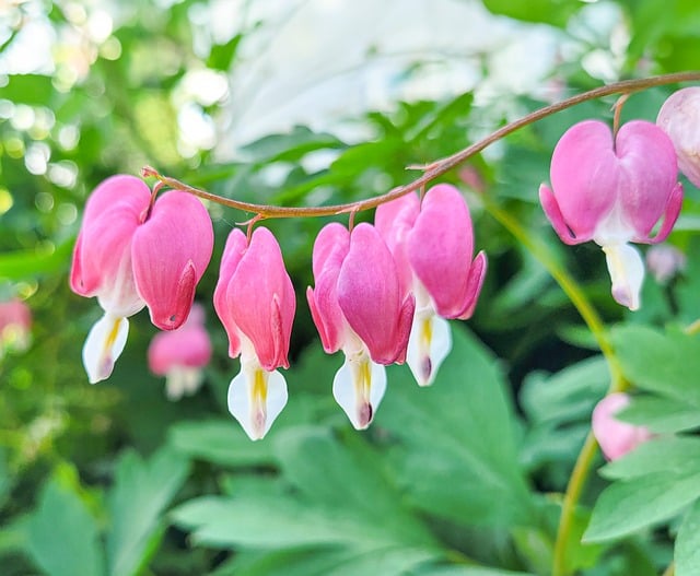 Free Bleeding Heart Nature photo and picture