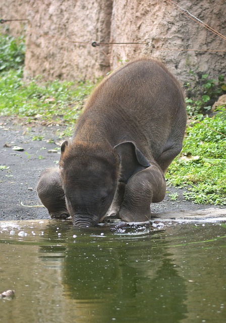 Elefant, Elefantenbaby, Trinken, Wasser