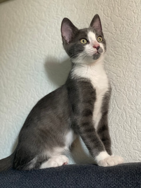 Free Cat Kitten photo and picture