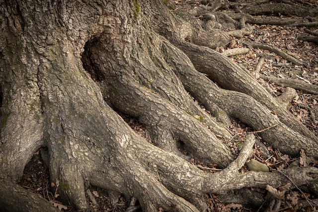 Free Tree Root photo and picture