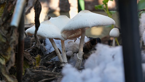 Free Mushrooms Mushroom photo and picture