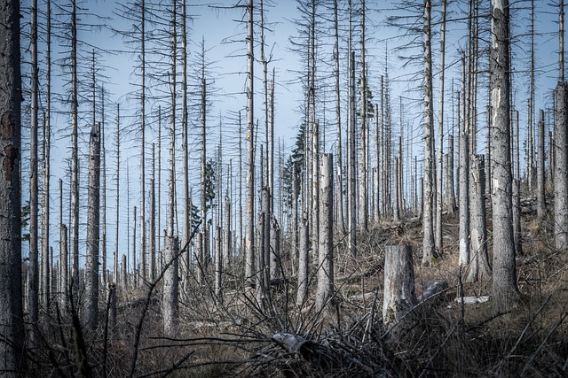 Free Forest Dead Forest photo and picture