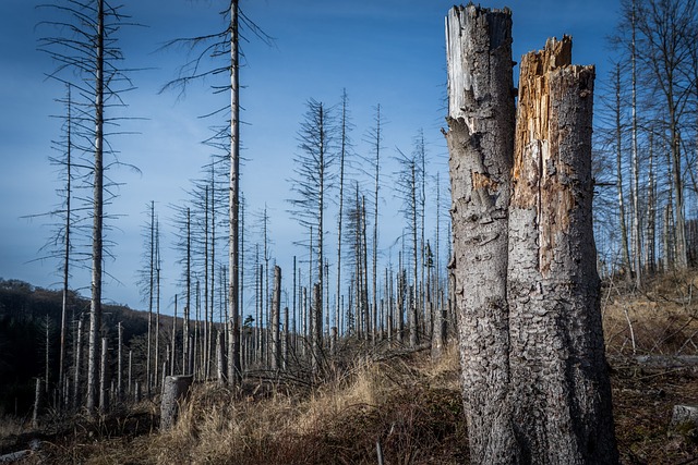 Free Forest Forest Dieback photo and picture