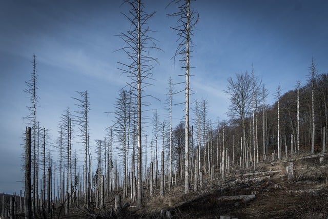 Free Forest Forest Dieback photo and picture