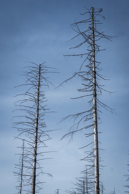 Free Forest Forest Dieback photo and picture
