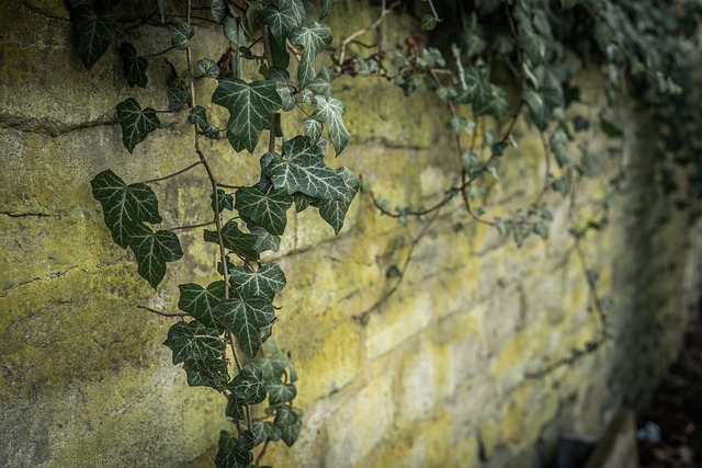 Free Ivy Wall photo and picture