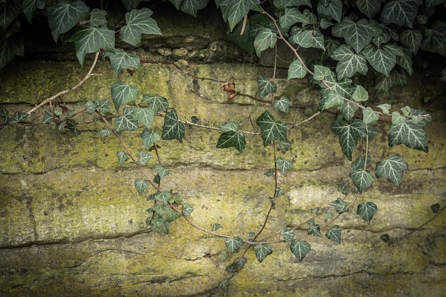 Free Ivy Wall photo and picture