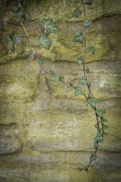 Free Ivy Wall photo and picture