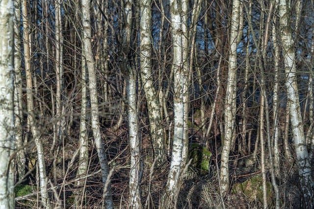Free Forest Birch Trees photo and picture