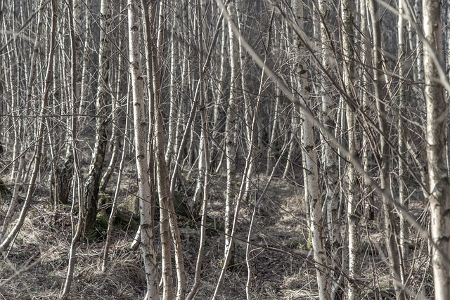 Free Forest Birch Trees photo and picture