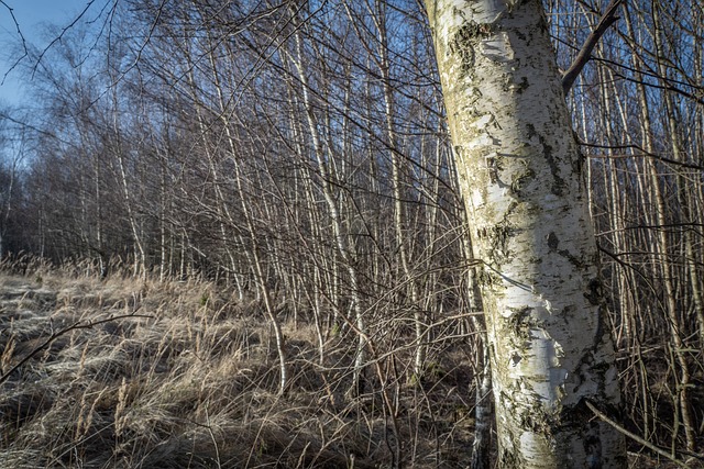 Free Forest Birch Trees photo and picture