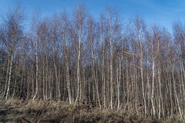 Free Forest Birch Trees photo and picture