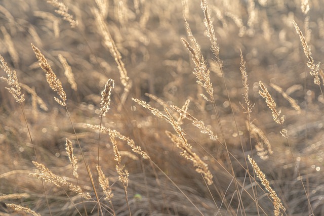 Free Grasses Meadow photo and picture