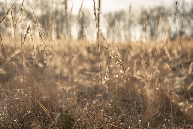 Free Grasses Meadow photo and picture